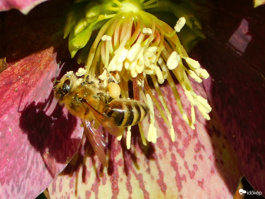 virágporos méhecske hunyor virágon