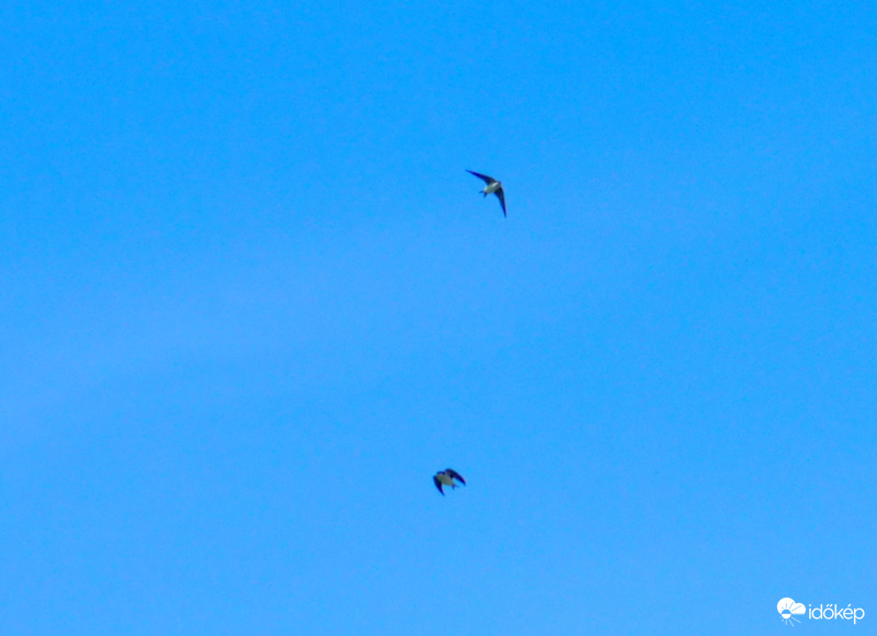 repülő fecskekincsek