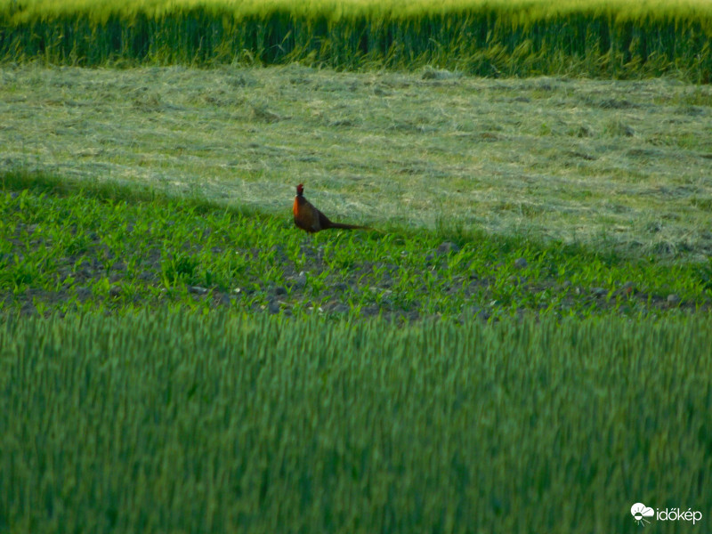 a kör közepén állok ...