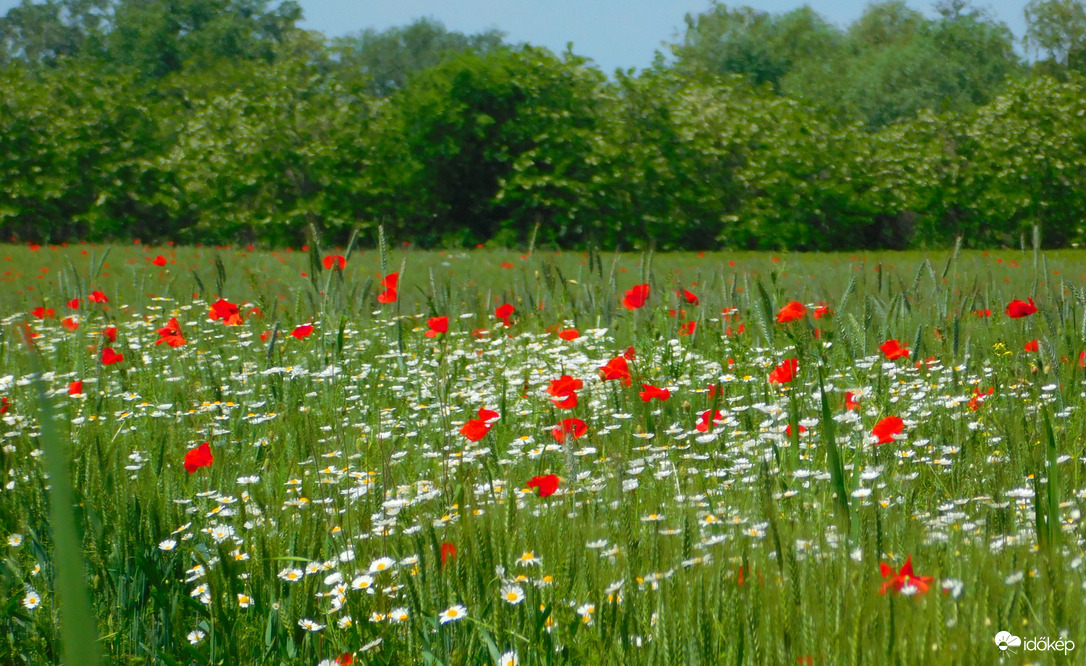 piros-fehér-zöld :)