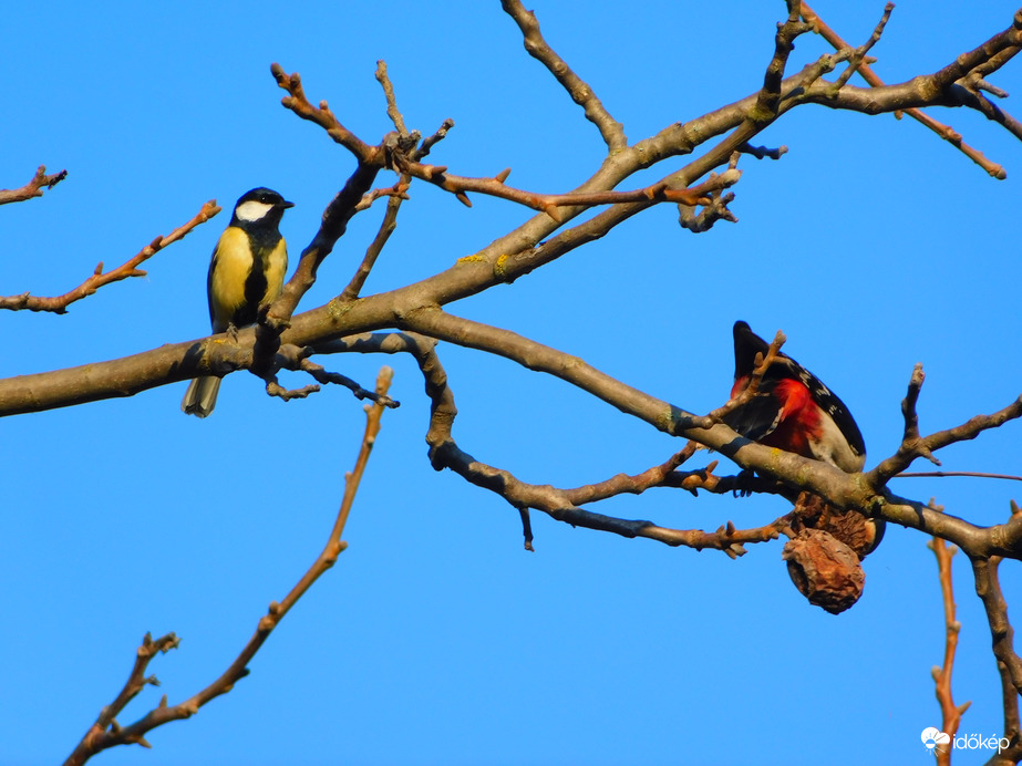 kilesem, vajon lesz kaja ? 