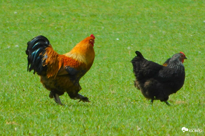 sétálunk-sétálunk