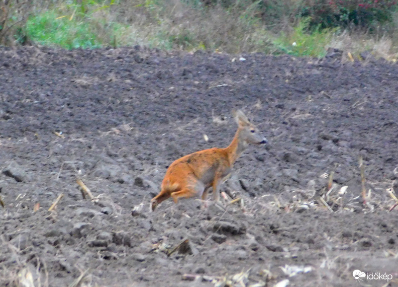 nem árt egy kis trágyázás :)