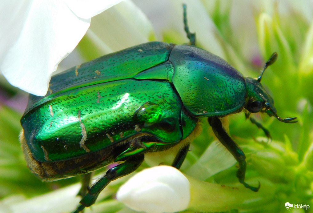 eső után cseppes virágbogár