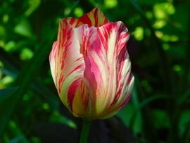 utolsó tulipán