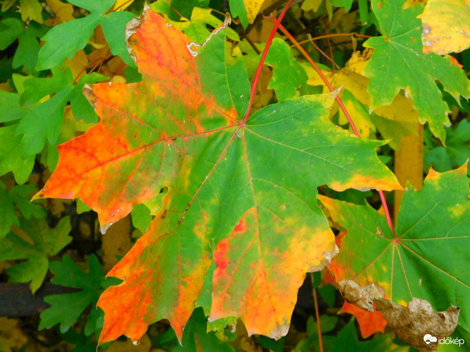 színek a szürkében