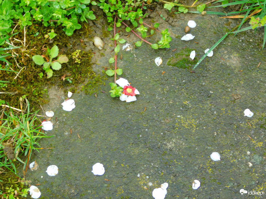 Megporzó se volt, és már hullik is