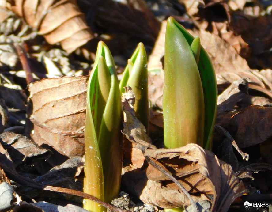 tulipán