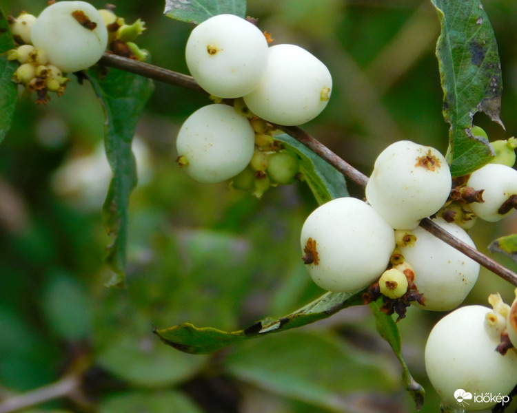 hóbogyó