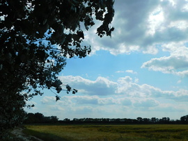 lica fotója
