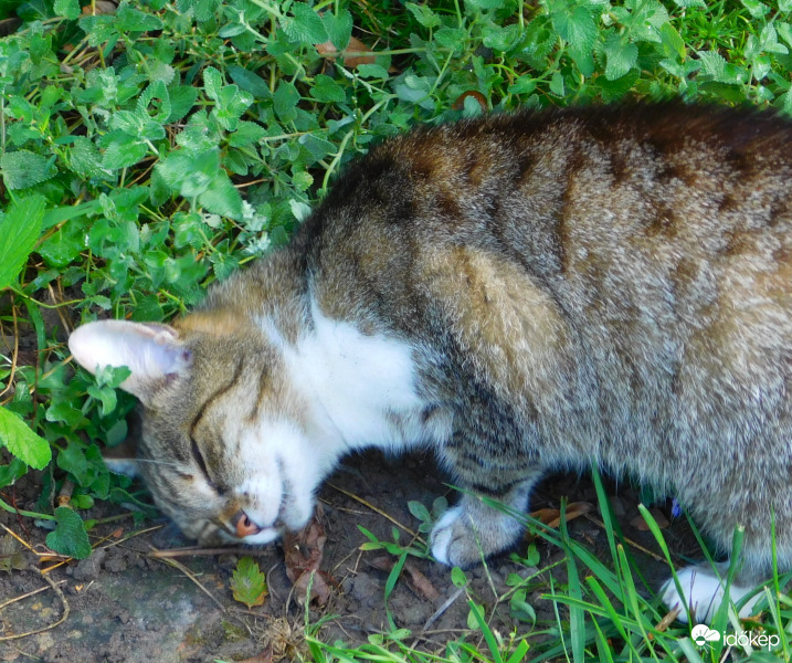 macska meg a macskamenta :)