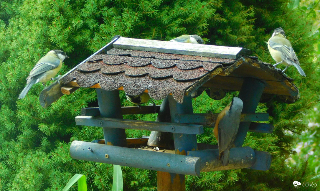 jönnek a madarak, jön az ősz