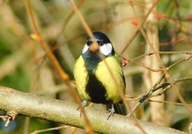 nem is vagyok hazudós..  :))