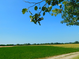 lica fotója