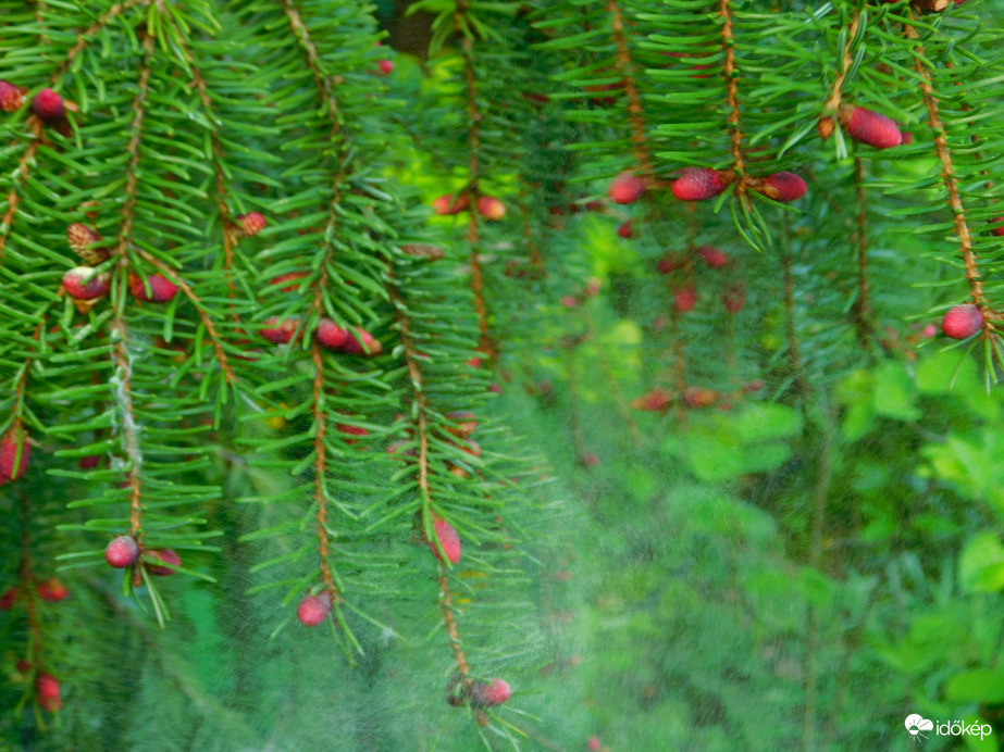fenyő virágpora