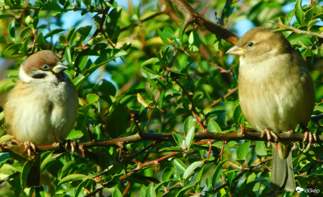 mit szülsz hozzá, hogy eltalálták az időjárást ?  