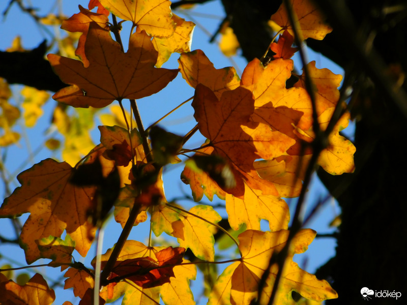 mezei juhar őszi lombszíne