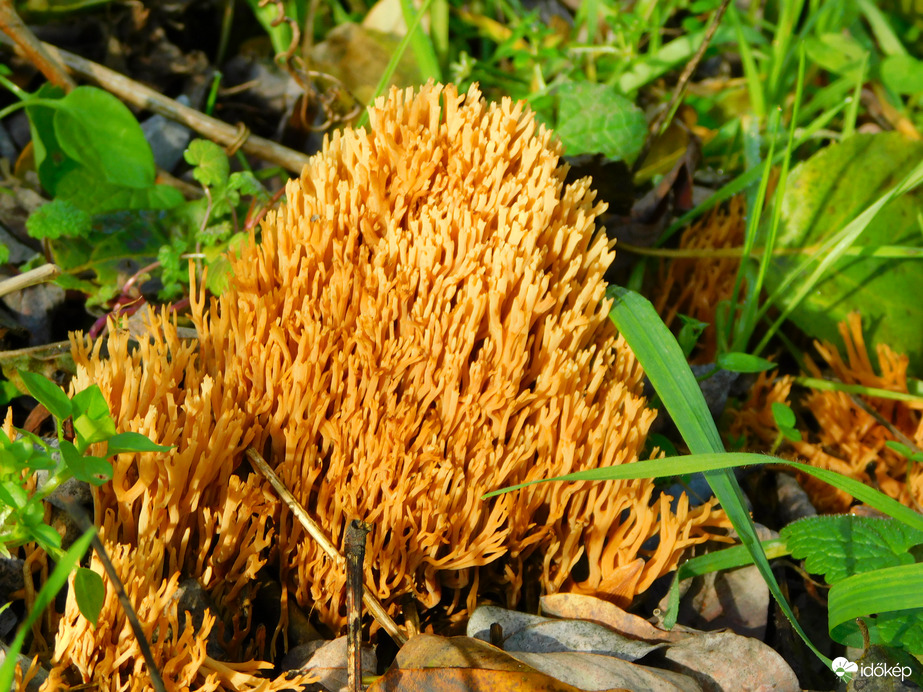 sárga korallgomba