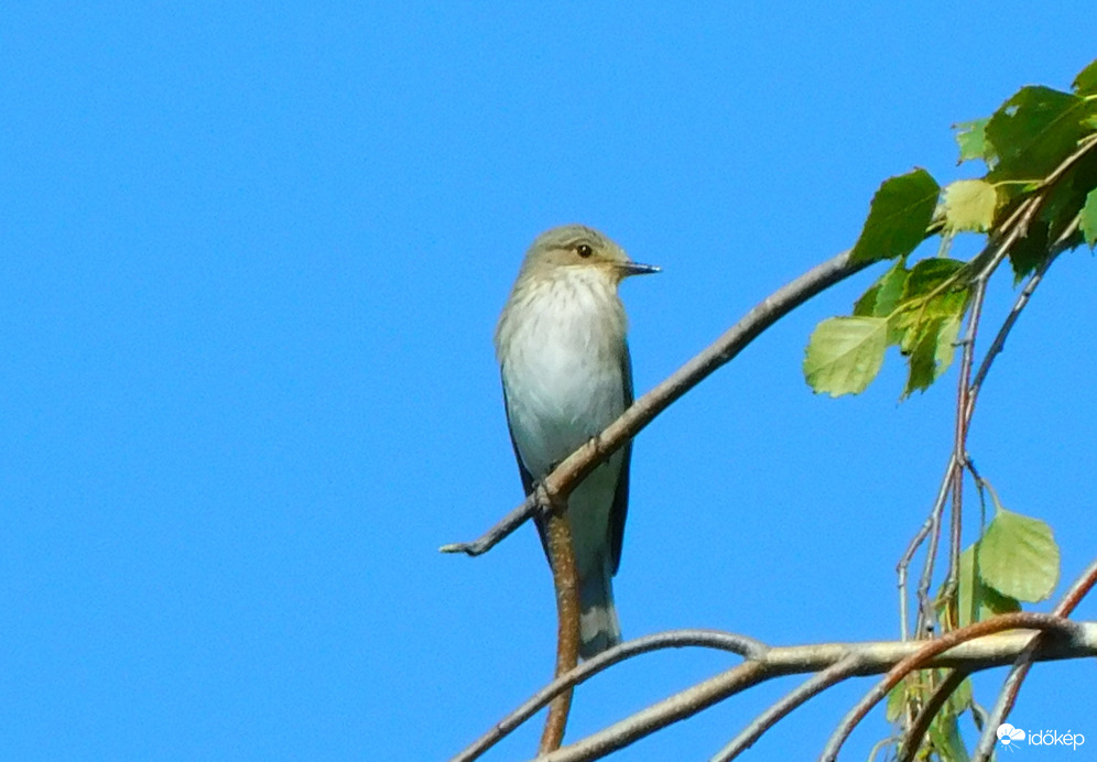 szürke légykapó a magasban