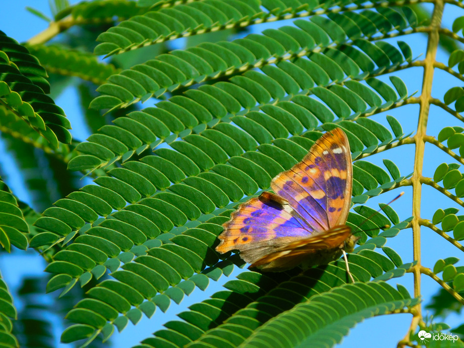 egy pillanatra megmutatta a színeit