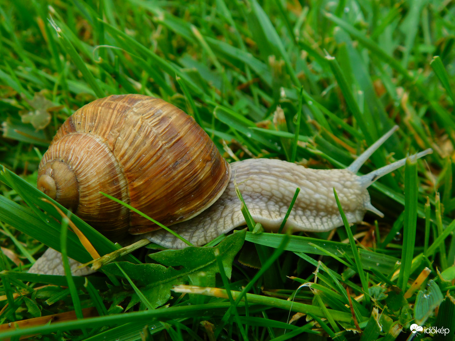 lassan bandukolva, múlik minden óra  :))