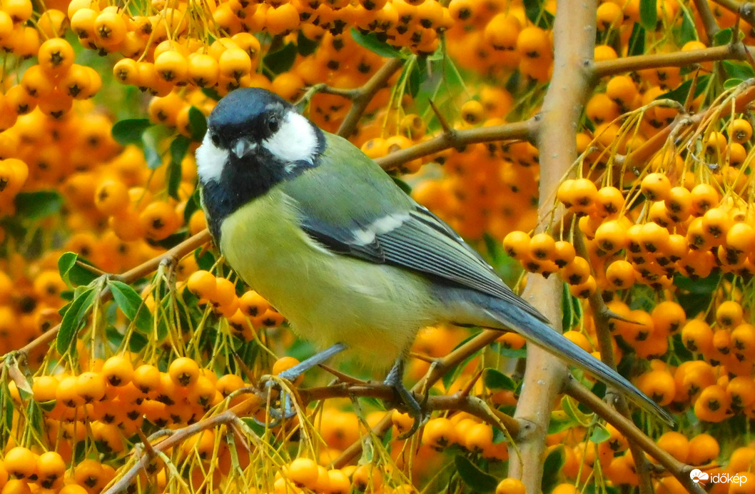 szép cinke szép helyen