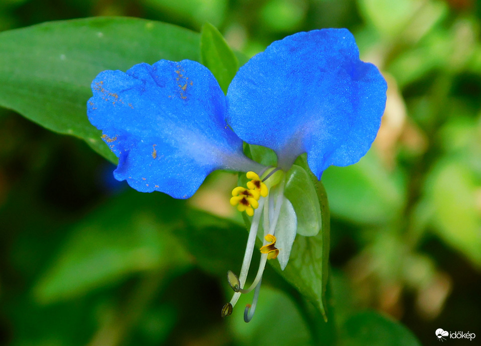  azúrkék kommelina