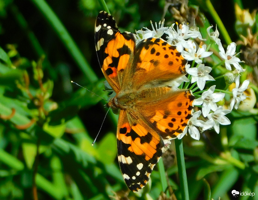 egy csodaszép bogáncslepke