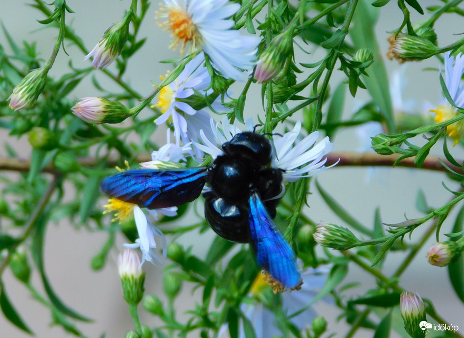 kék fadongó is előkerült