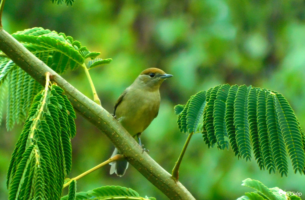 barátposzáta tojó
