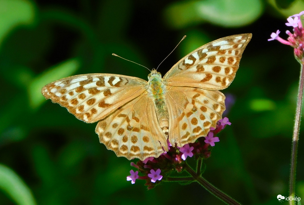 egy csodás nagy zöldes gyöngyházlepke