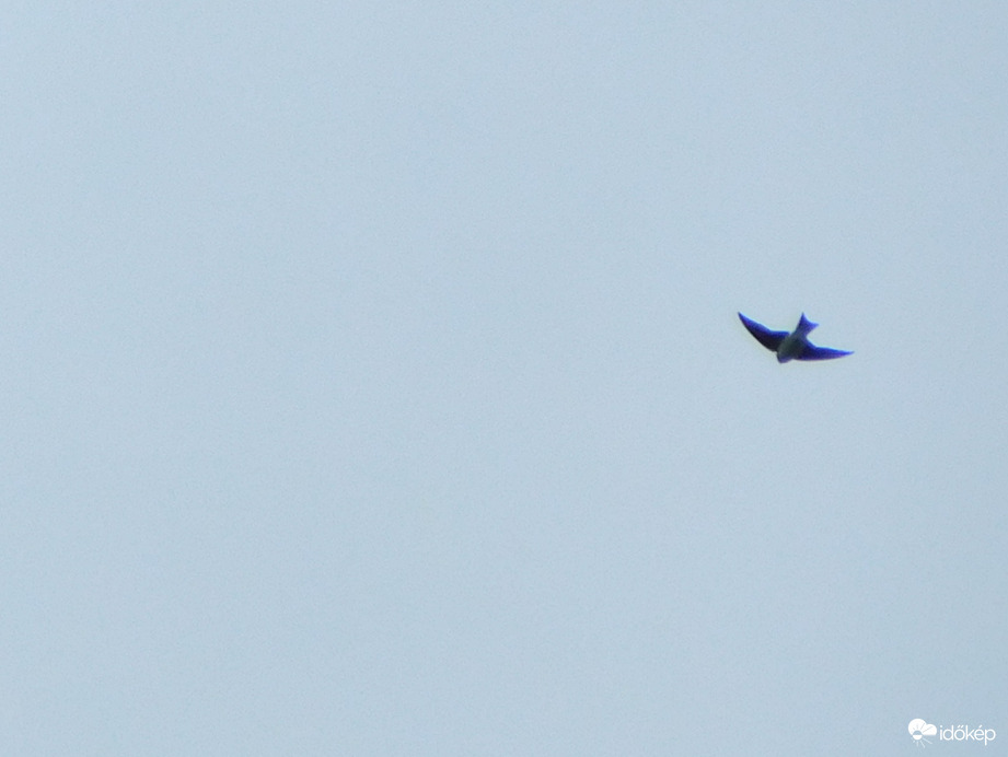 bizony ma még fecskéket láttam 