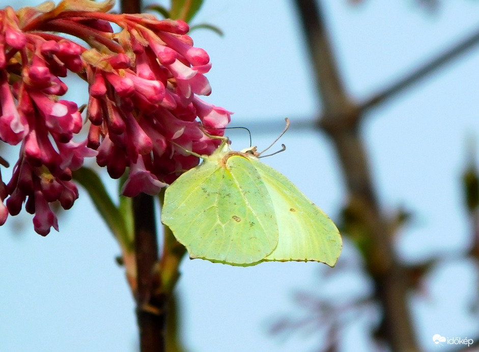 bágyadt napsütésben
