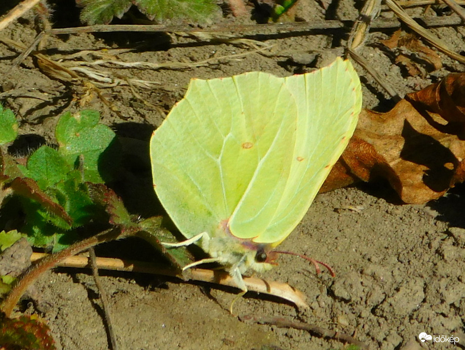 citromlepke