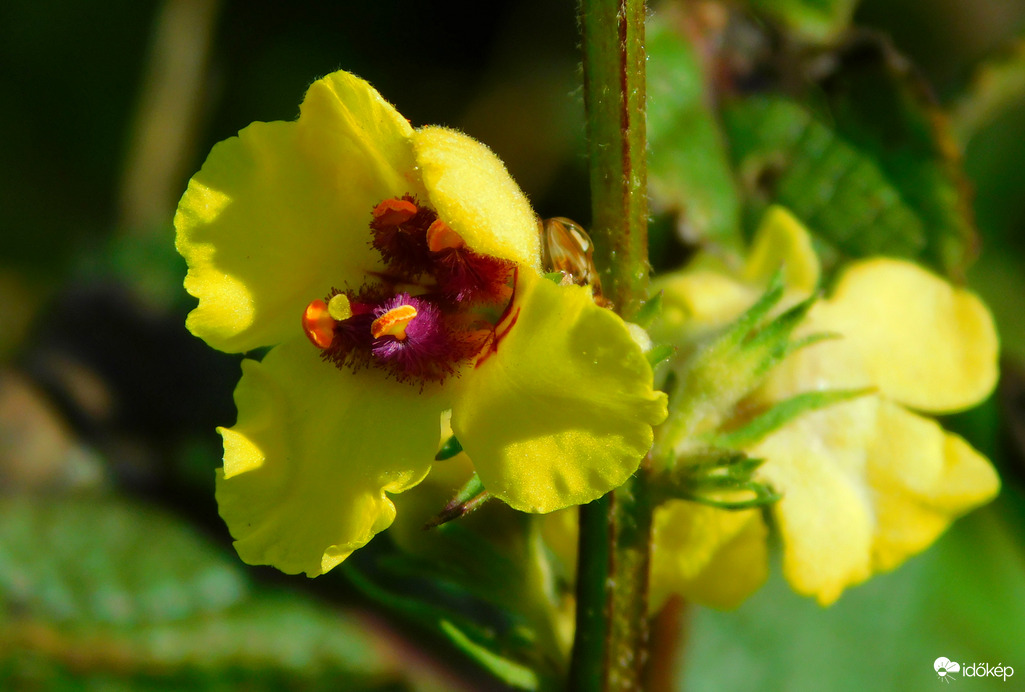 a kedvenc ökörfarkkóróm