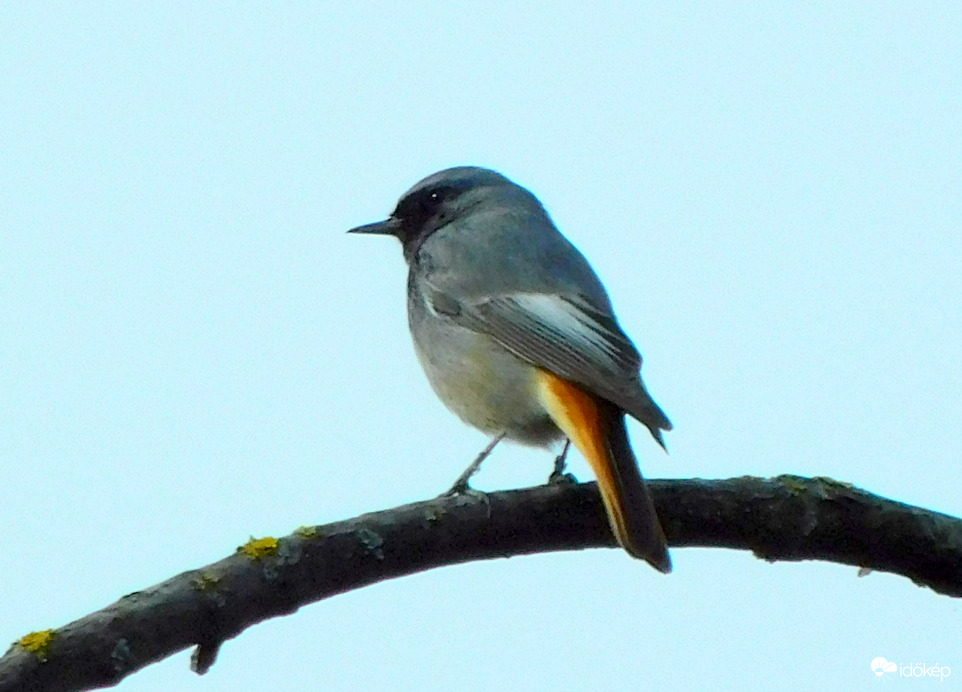 szól már a rozsdi is