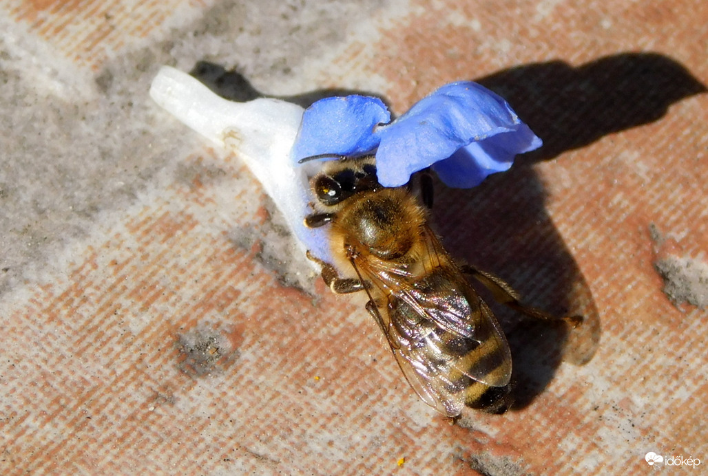 leesett a virág, de akkor is...