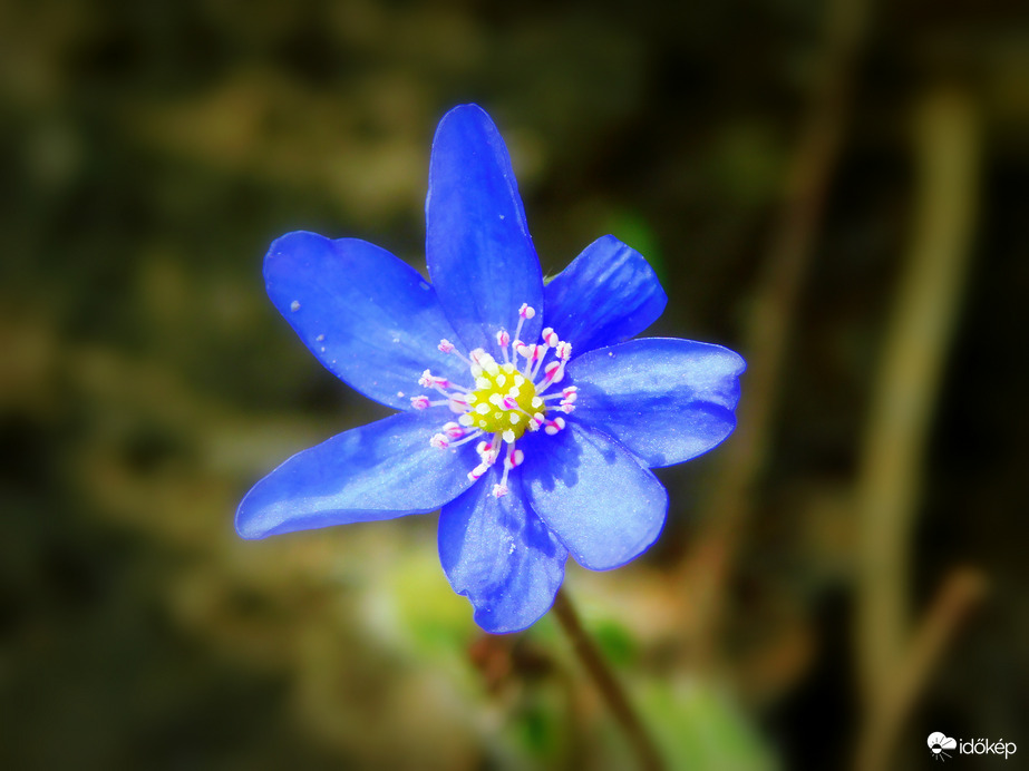 májvirág még mindig