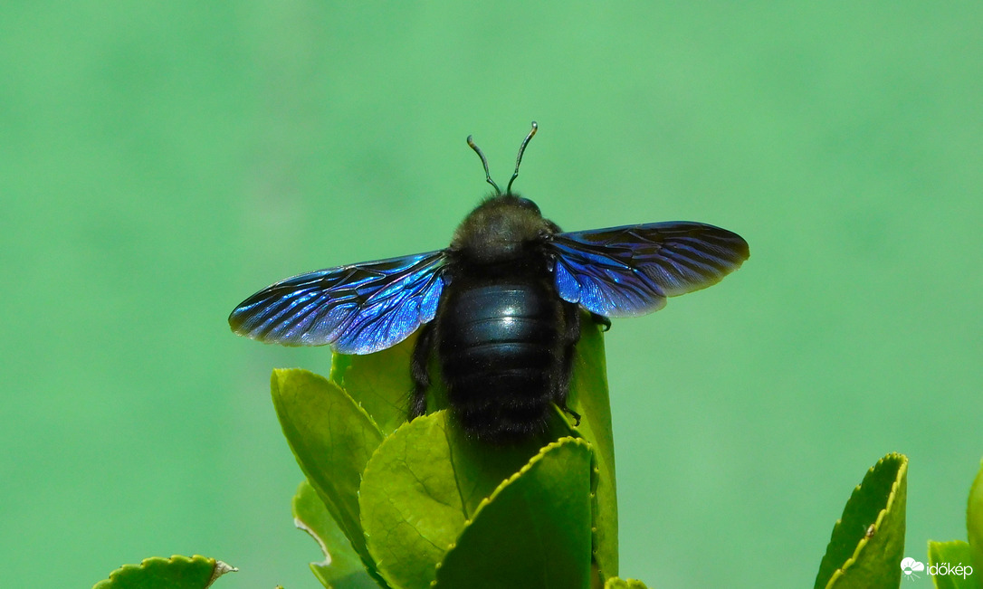 pihenőn