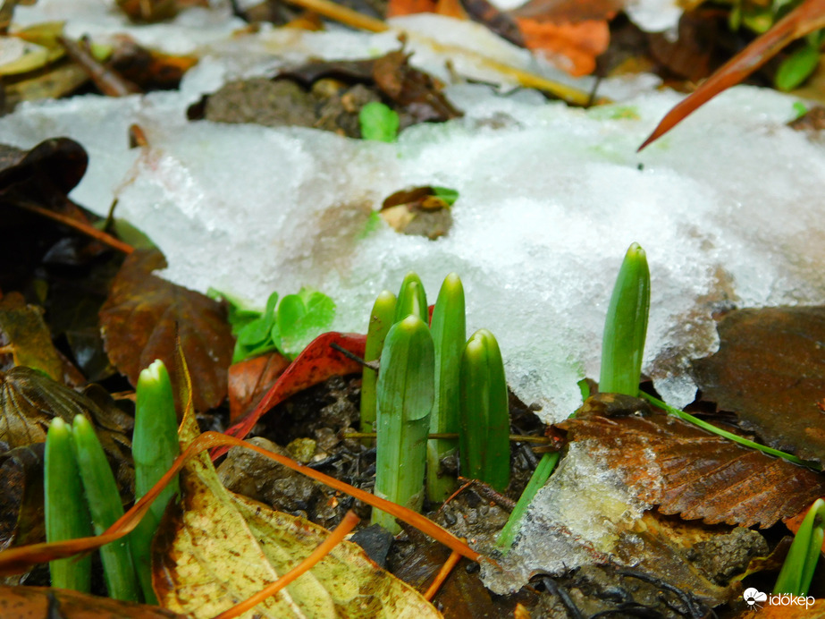 készülődnek a hóvirágok