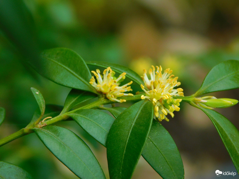 virágzik a buxus 