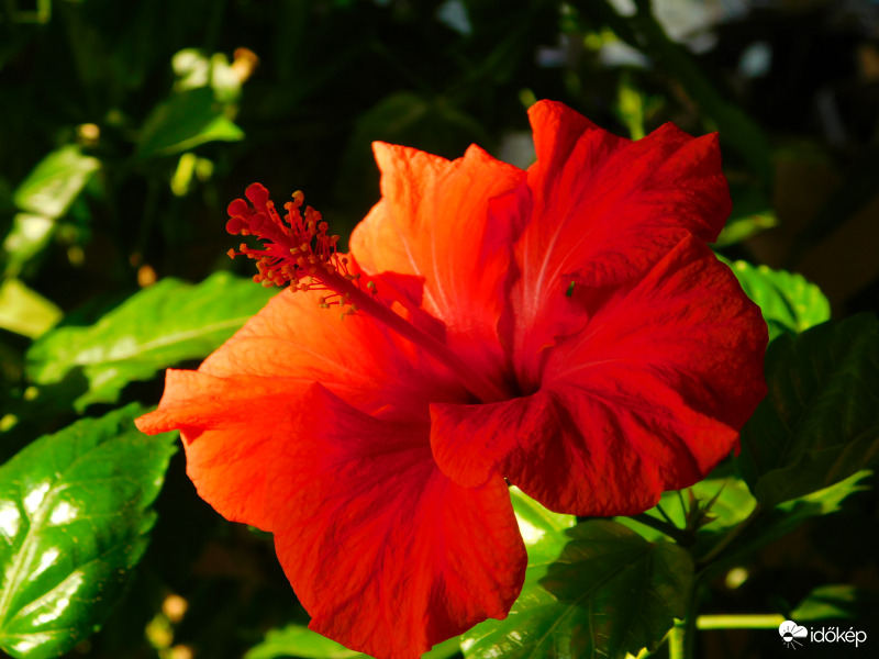 szobai hibiszkusz