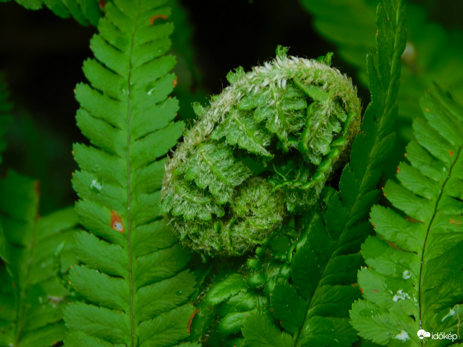 új hajtás a páfrányon