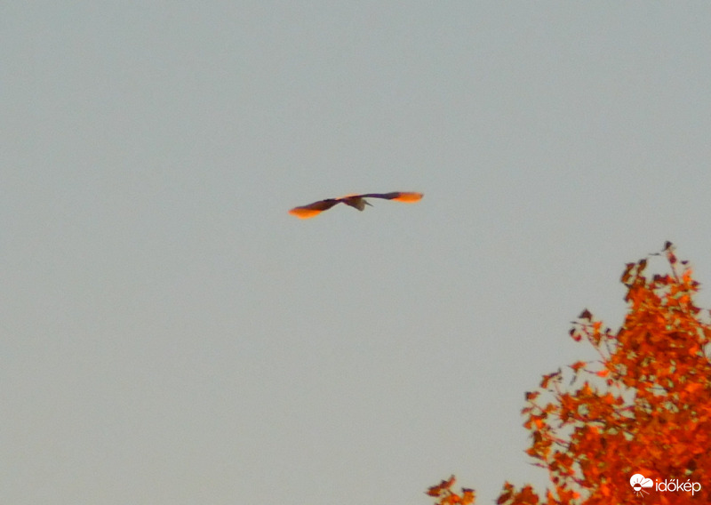 kócsag a naplementében