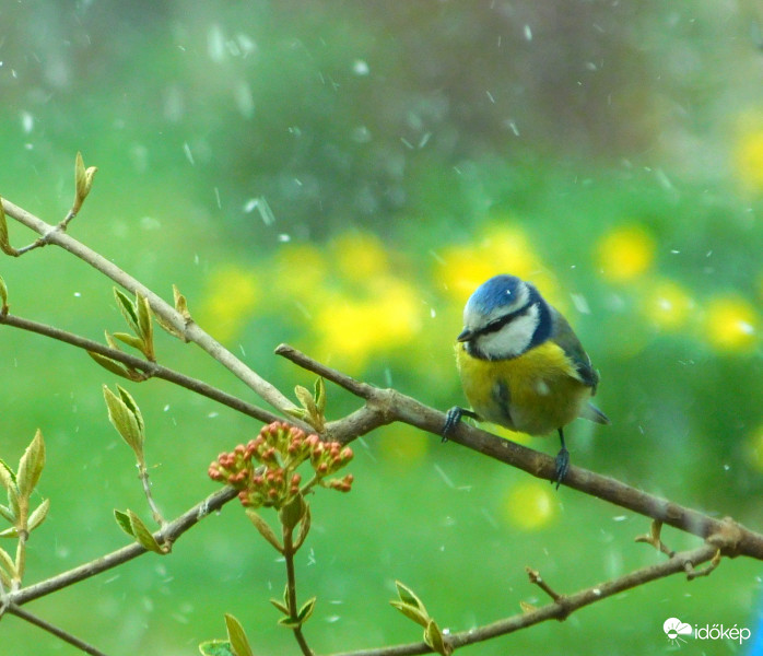 kékcinke tavaszi hóesésben