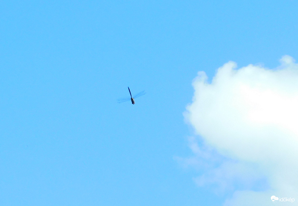 vadászó  szitakötő