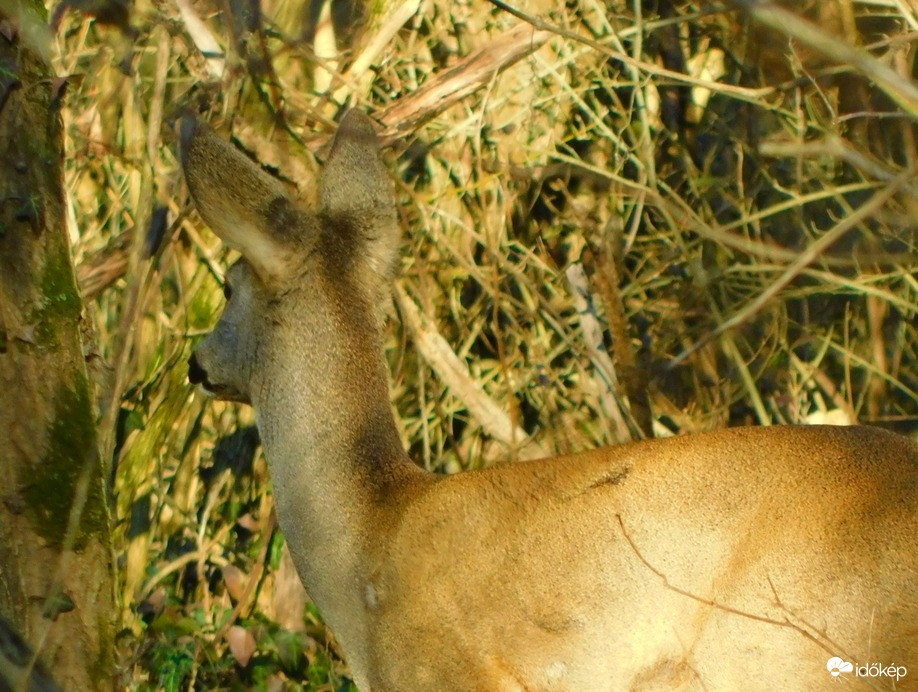 fülelő