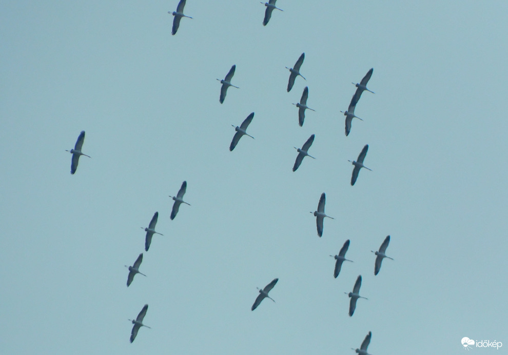 megindultak a darvak :)