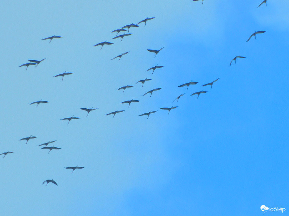 megindultak a darvak :)