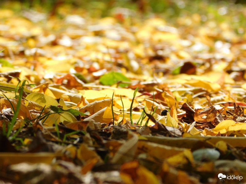 ...hull az elsárgult levél...